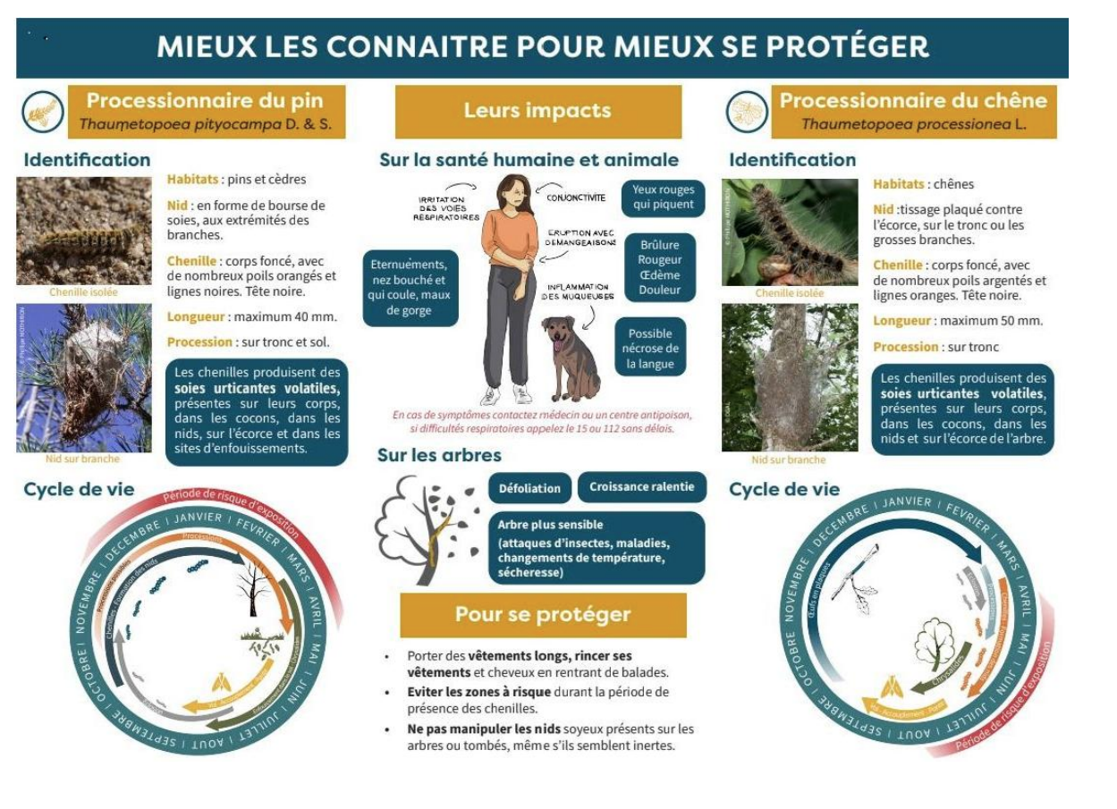 chenilles